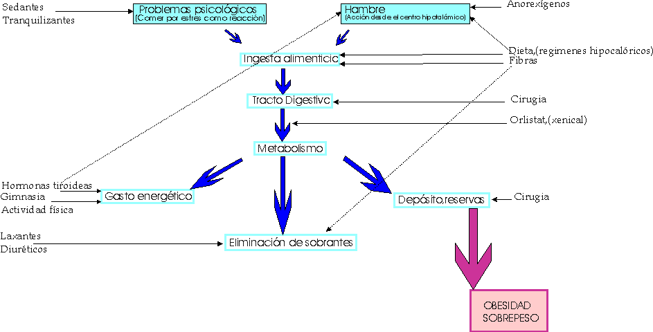 Esquema accion farmacos anti obesidad