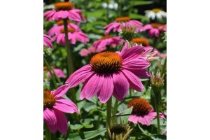 Equinacea Angustfolia