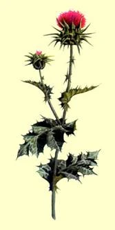 Cardo Mariano protector solar nutricional