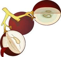 Semillas uva antioxidantes naturales