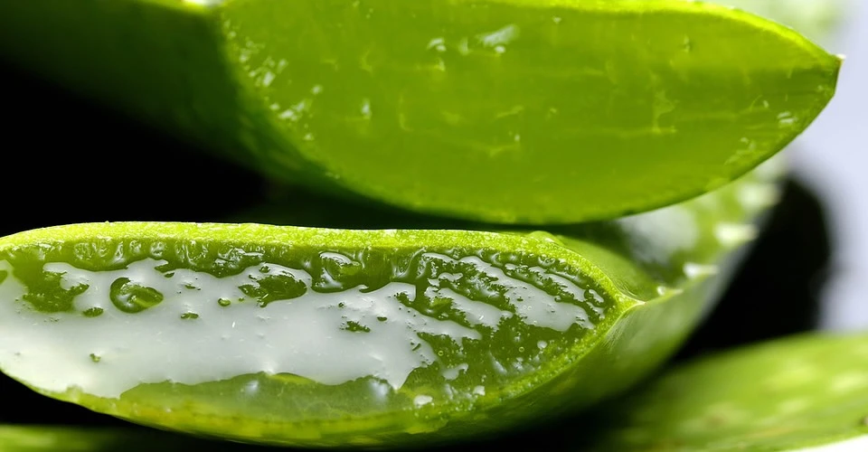 Aloe vera beneficios