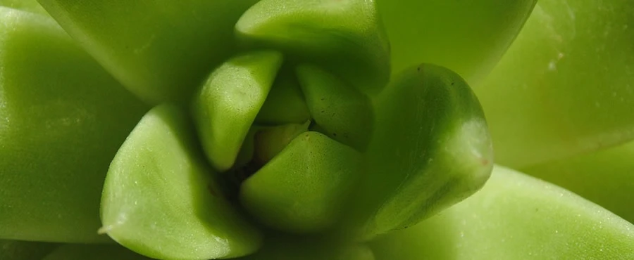 propiedades aloe vera