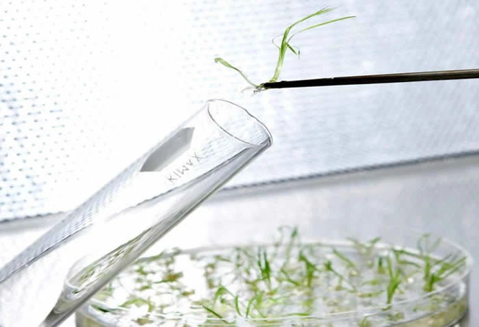 EGF proviente de células madre vegetales