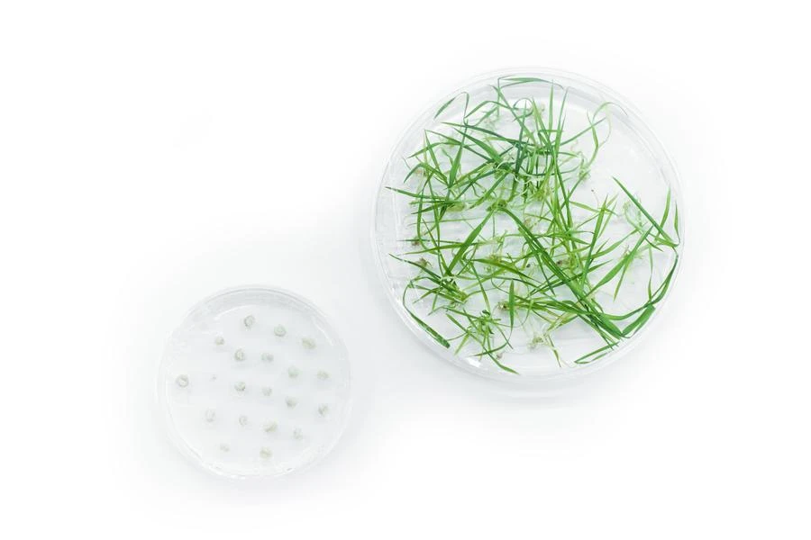 La ciencia del factor de crecimiento epidérmico