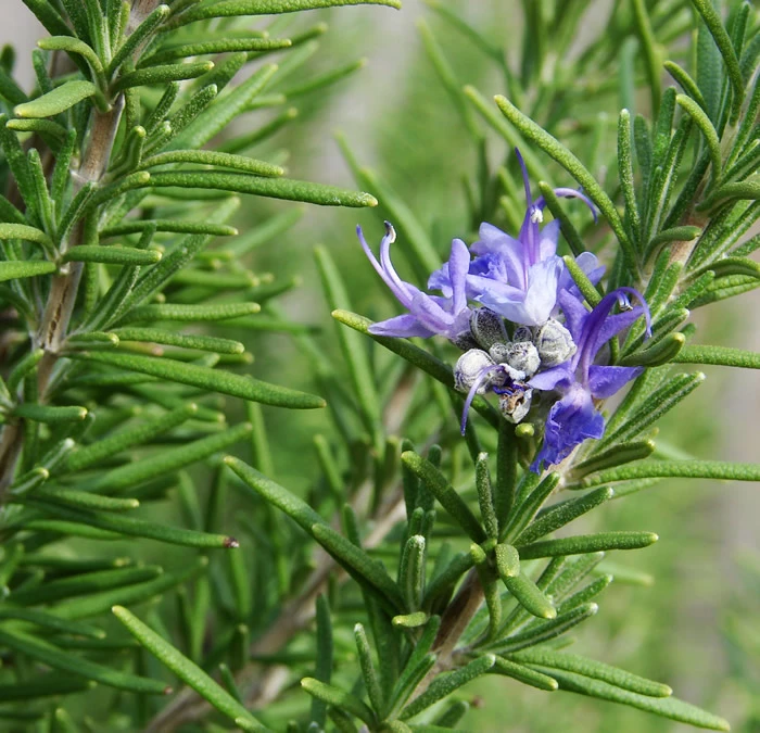 Nelson and Rusell aroma Lavanda