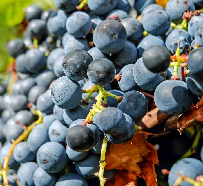 resveratrol propiedades