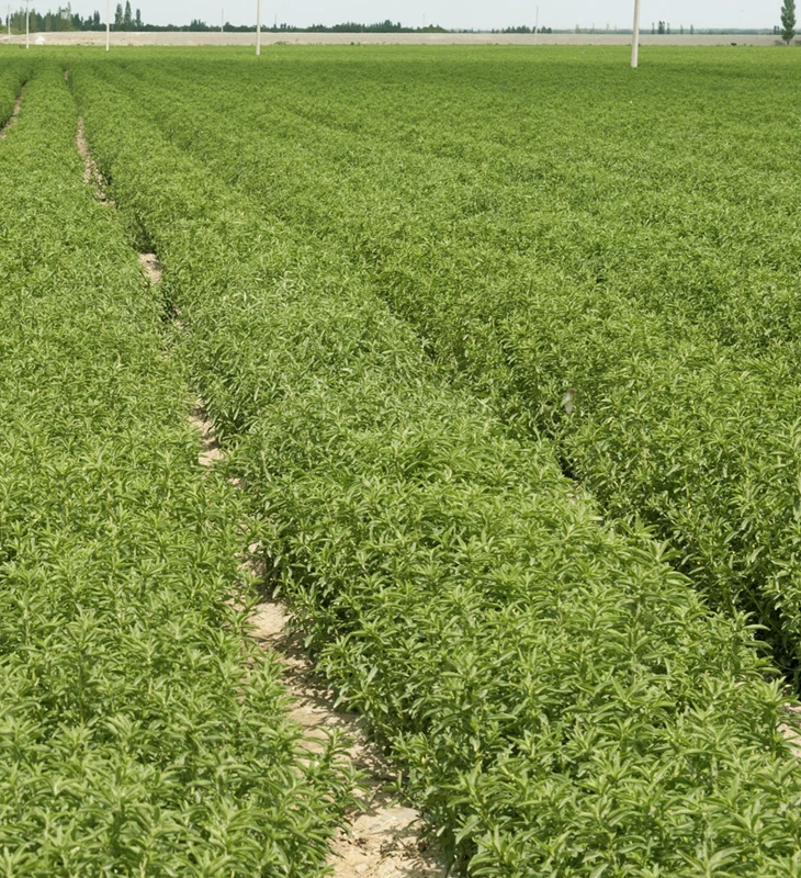 Edulcorante de origen natural Stevia 